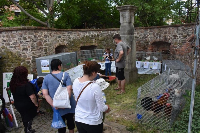 Slavnosti chřestu a vína 2022 (foto 51)