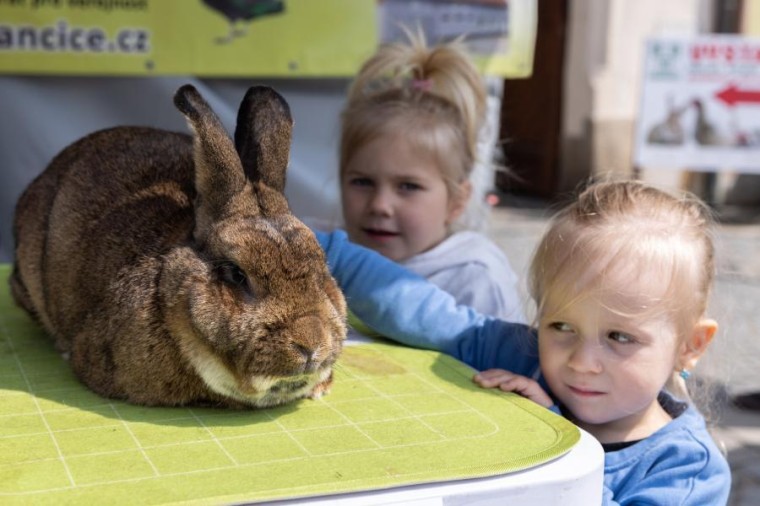 Slavnosti chřestu a vína 2023, foto Majda Slámová (foto 3)