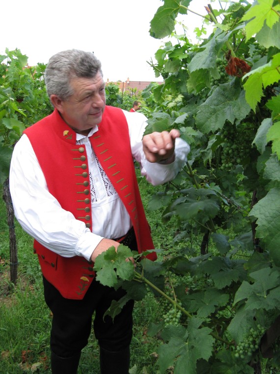 Rodinné vinařství U Samsonů (Velké Němčice)