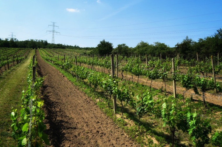 Vinařství U švárů (Bohutice) (foto 2)